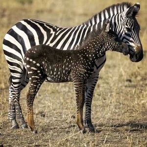 Meet your Posher, Arnie